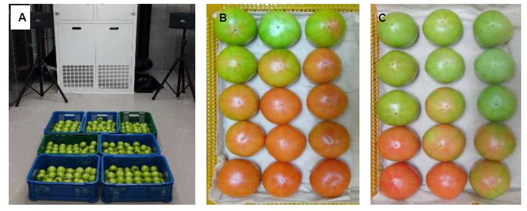 저장고 내 음파처리 실험 모습(A) 및 무처리(B), 음파처리(C) 토마토의 10℃ 저장 21일 후 착색도 비교