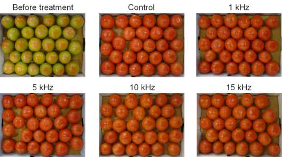 변색기 ‘메리바’ 토마토의 음파 주파수에 따른 20℃ 저장 3일 후 과피색 변화