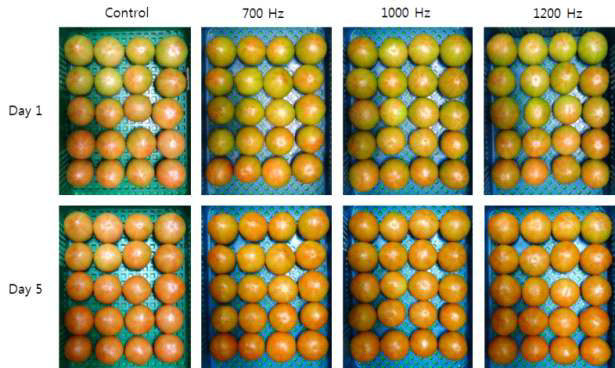 음파 주파수대별 변색기 ‘메리바’ 토마토 10℃ 저장기간 별 과피 착색 비교