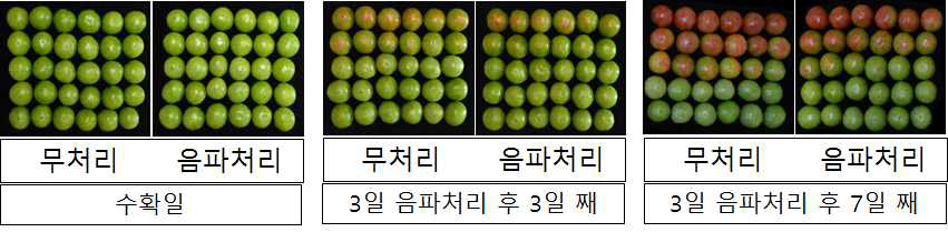 음파처리에 의한 토마토 과실의 과피색상변화 비교.