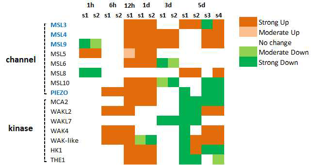 mechano-responsive 유전자들의 발현 양상을 나타낸 Heat map