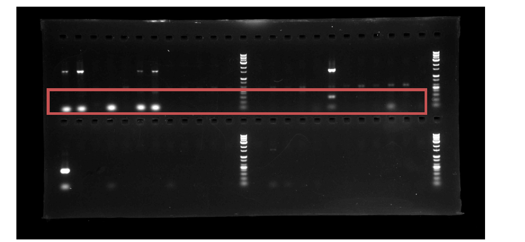 agg 유전자 PCR 반응 후 전기영동 사진