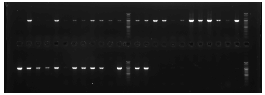 rpob 계열 유전자 PCR 반응 후 전기영동 사진