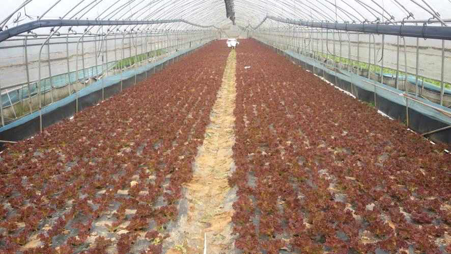 비닐하우스 재배 관행 농업 상추 농장의 전경