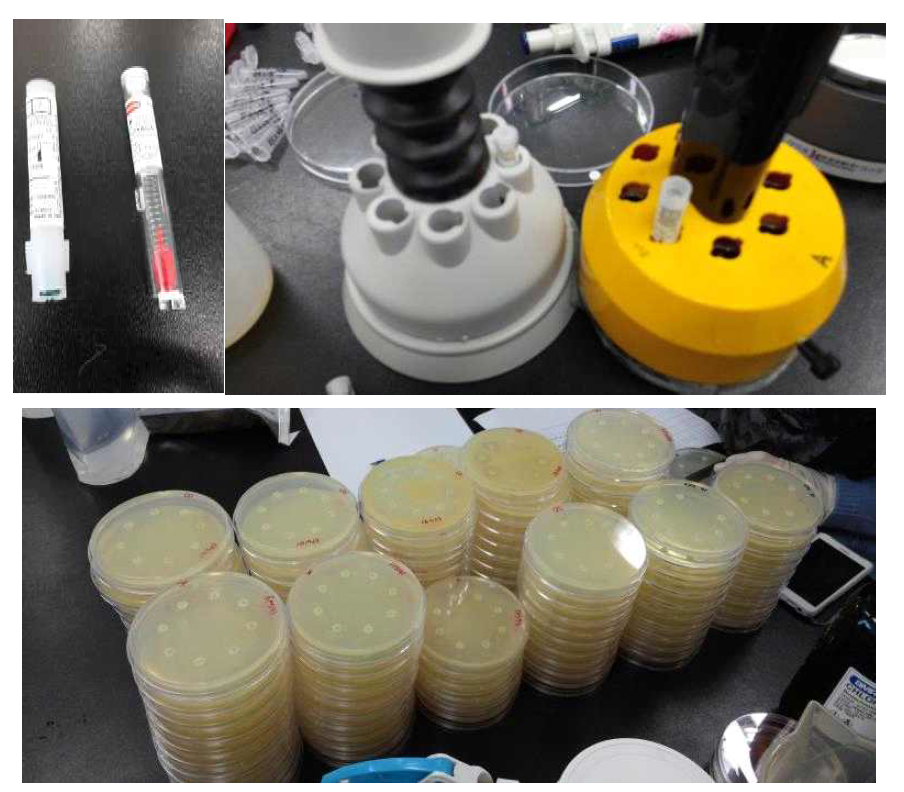 항생제 디스크 (왼쪽 위)와 항생제 Dispensor (오른쪽 위) MHA agar에 항생제 Disc를 접종한 모습 (아래)