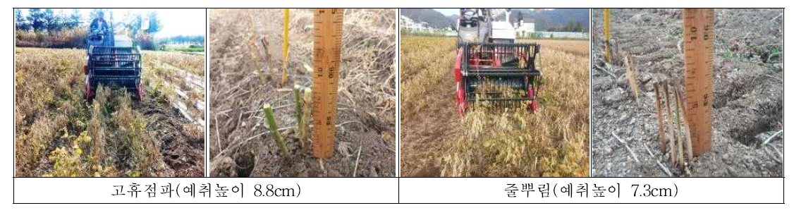 파종 방법별 콤바인 수확 모습