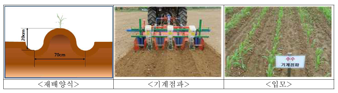 잡곡류(조, 수수, 기장, 팥)의 높은이랑 기계점파 파종방법