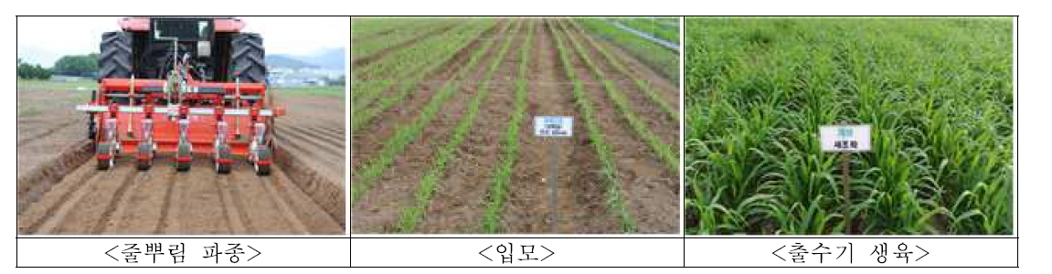 조와 기장의 콤바인 기계수확에 적합한 넓은이랑 줄뿌림 재배방법