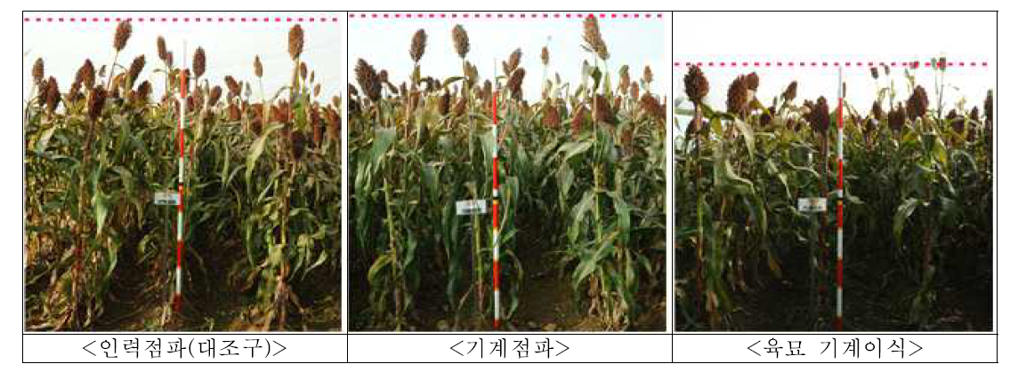 수수의 파종방법별 수확기 생육 특성 비교