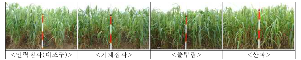 기장의 파종방법별 수확기 생육 특성 비교