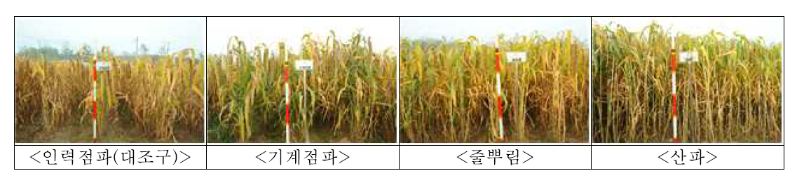 조의 파종방법별 수확기 생육 특성 비교