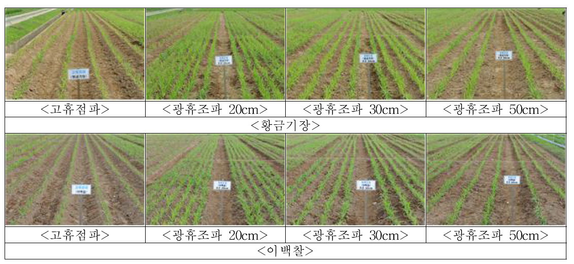 기장의 넓은이랑 줄뿌림 재배시 재식거리에 따른 생육특성 비교(유묘기)