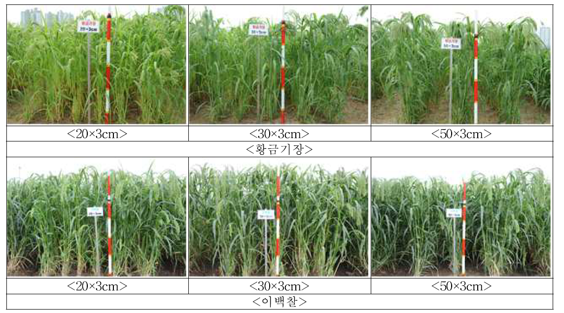 기장의 넓은이랑 줄뿌림 재배시 재식거리에 따른 생육특성 비교(수확기)