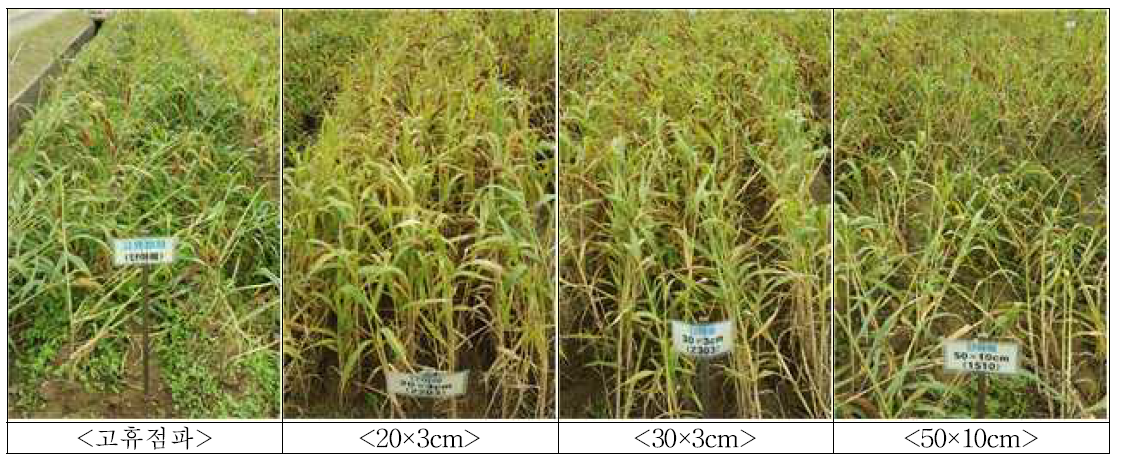 조의 넓은이랑 줄뿌림 재배시 재식거리에 따른 생육특성 비교(수확기)