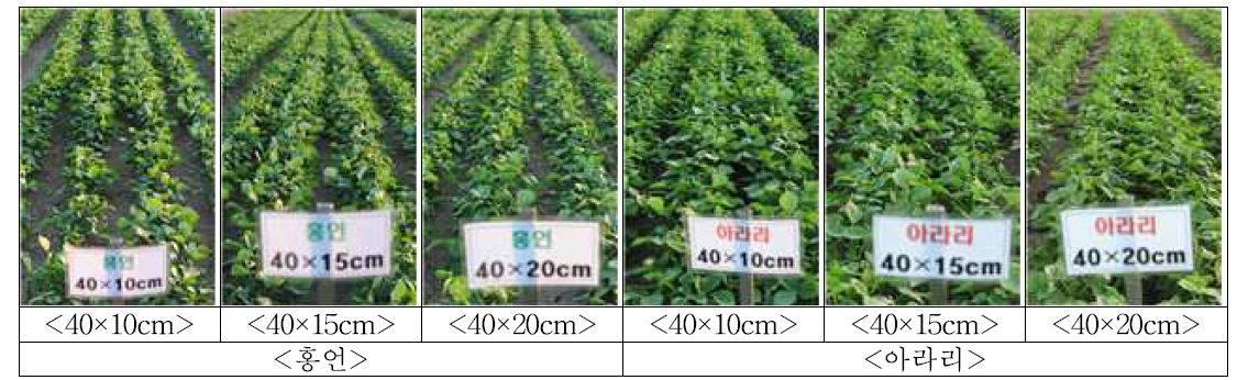 직립형 팥의 넓은이랑 줄뿌림 재배 시 재식거리에 따른 중간 생육상황 비교(유묘기)