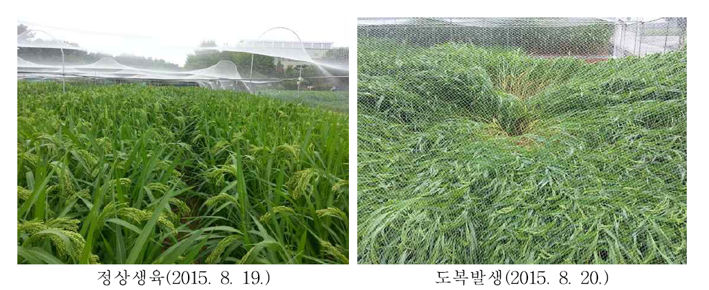 기장의 정상생육 및 도복상황(2015. 전북)