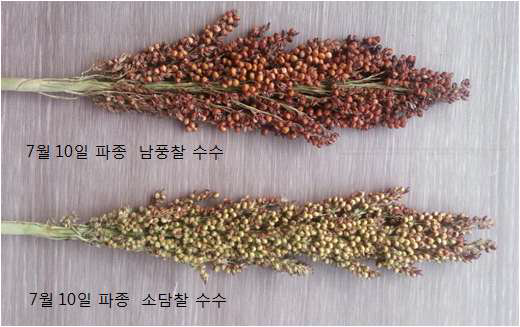 만파 파종기(7월 10일)에 따른 품종간 10월말 숙기 차이