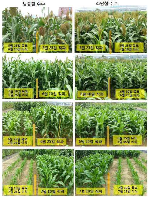 수수의 직파와 육묘이식간 포장 생육 차이