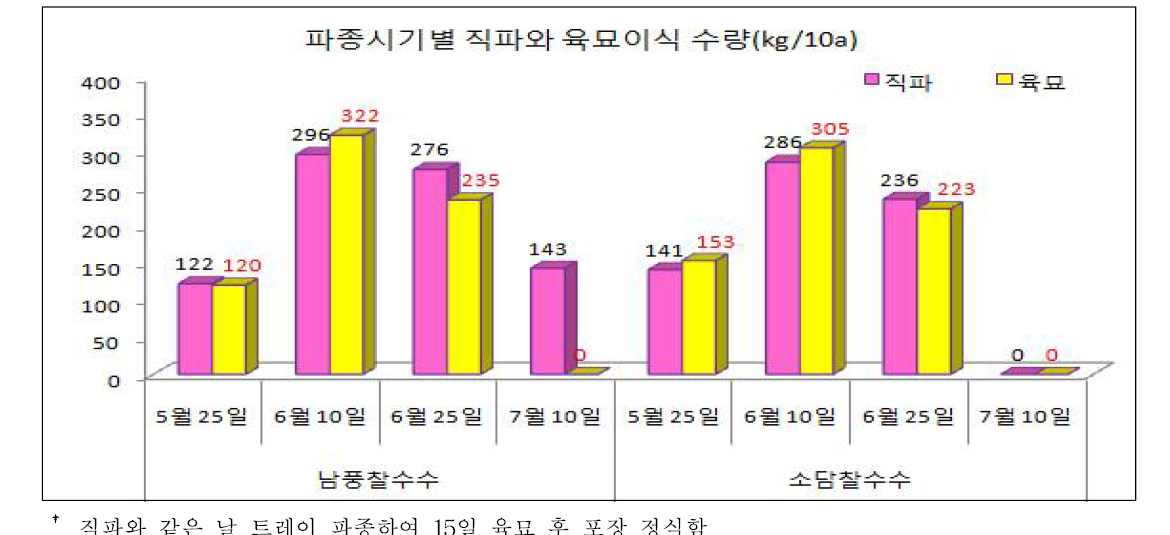 수수의 품종별 직파와 육묘이식에 따른 수량