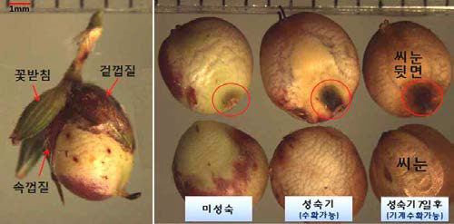 남풍찰수수의 성숙기의 씨눈 뒷면 검은색 발현