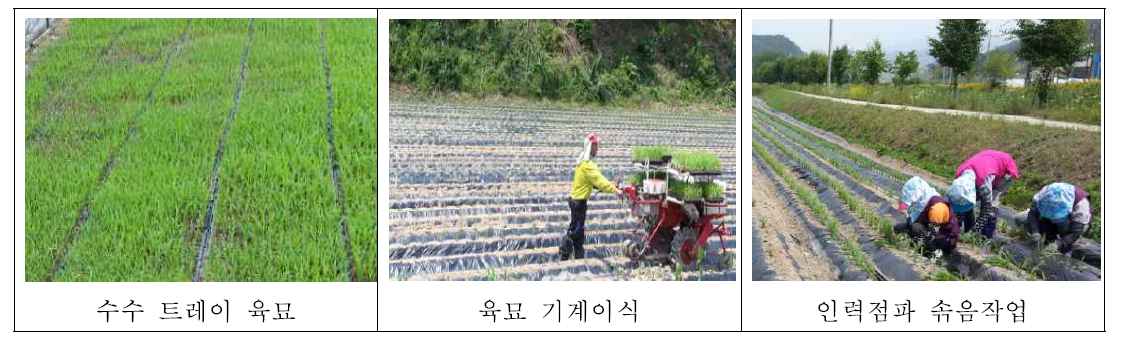 수수 육묘 기계이식 및 인력점파 솎음작업