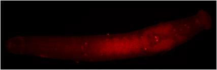 In situ hybridization 발현 양상