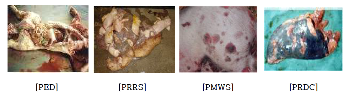 돼지소모성질환 4종의 대표적인 증상