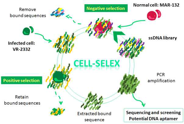 PRRSV 감염 세포 특이적 앱타머 개발을 위한 SELEX 모식도