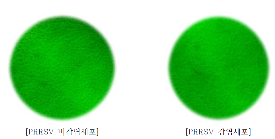 실체현미경을 통한 배양세포의 확인