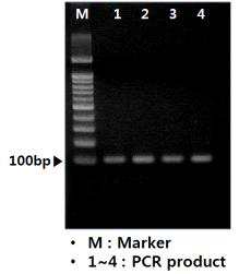 전기영동을 통한 PCR 산물 확인