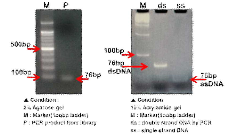 핵산 라이브러리를 제작하기 위한 앱타머 풀의 PCR 결과 및 이중가닥에서 단일가닥의 DNA로의 제작 결과