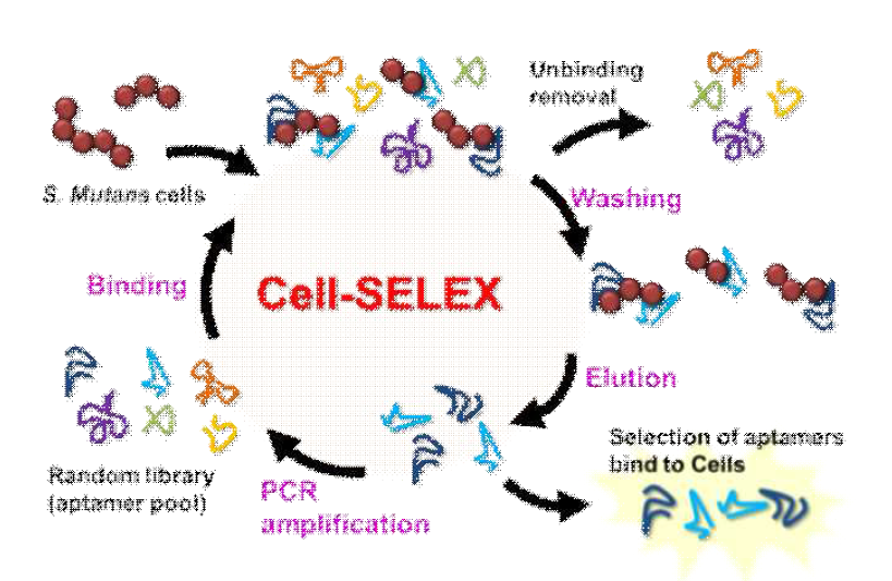 S. mutans에 특이적으로 결합하는 앱타머 개발을 위한 Cell-SELEX 과정