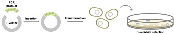 TA cloning 과정 모식도