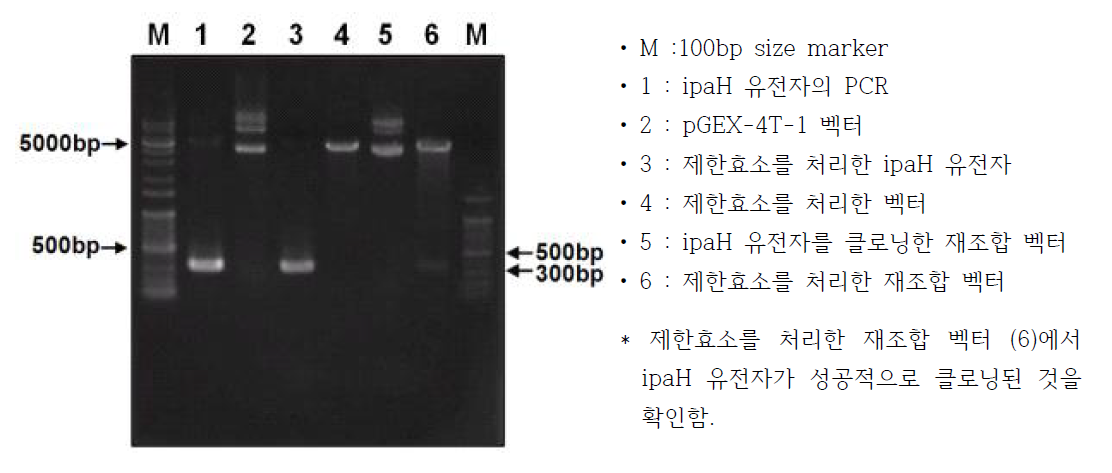 전기영동을 통한 ipaH 유전자의 클로닝 확인