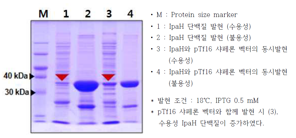 IpaH 단백질의 최적 발현조건 확립