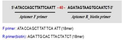앱타머 제작을 위한 주형 DNA 및 프라이머 정보