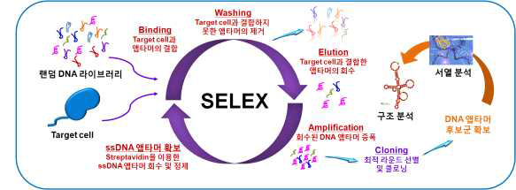 쉬겔라 소네이 특이적 DNA 앱타머 발굴을 위한 cell-SELEX 모식도