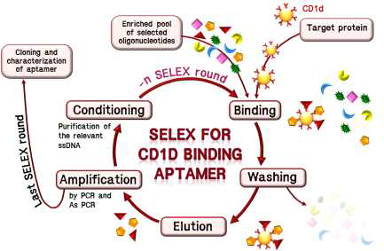 앱타머 스크리닝 기법을 이용한 CD1d 단백질과 특이적으로 결합하는 DNA 앱타머 선별 모식도