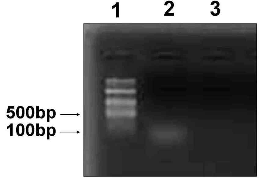 PCR 및 비대칭 PCR을 통하여 획득한 ssDNA 앱타머 확인 결과