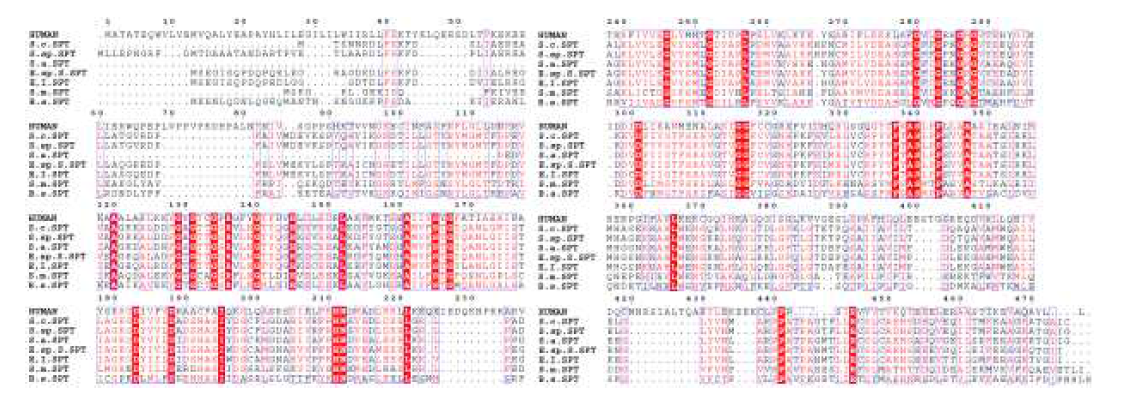 SPT 단백질의 아미노산 서열 분석 결과