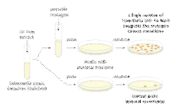 Ames test의 원리