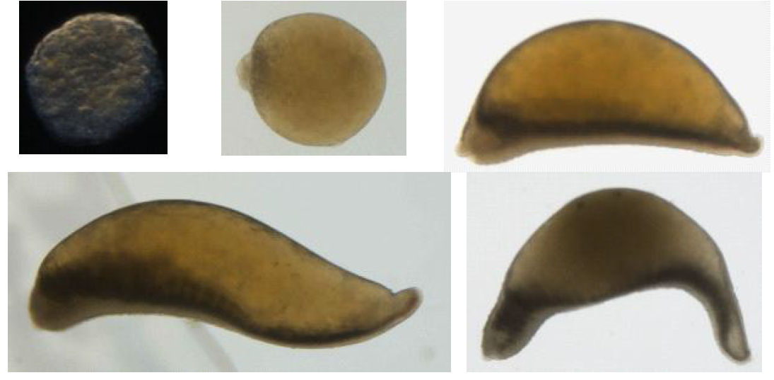 E. andrei mid stage embryos