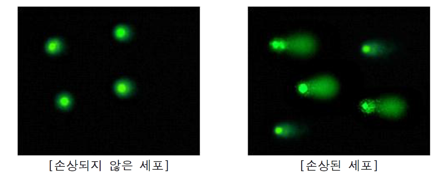 Comet assay를 통한 세포독성시험