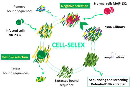 PRRSV 감염 세포 특이적 앱타머 개발을 위한 SELEX 모식도