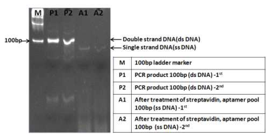 아크릴아마이드 젤을 통한 9라운드용 ssDNA 확인