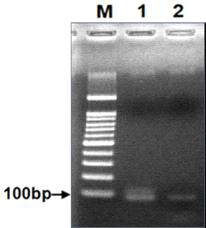 PCR을 통한 랜덤 DNA 앱타머 풀의 제작