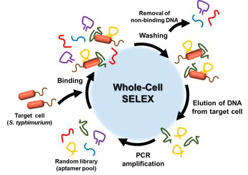 Salmonella typhimurium의 Whole-cell SELEX 모식도