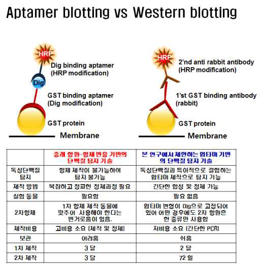 Aptamer blotting 과 Western blotting 의 비교