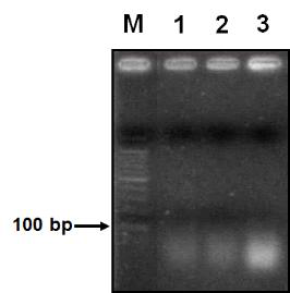 ds DNA(1레인)과 정제후 ds DNA(2레인), ssDNA (3레인) 전기영동 결과