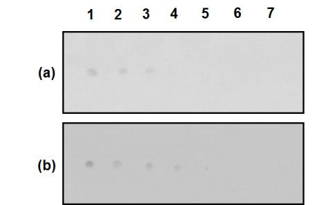 aptamer blotting (a)과 Western blotting (b) 의 GST 검출력 비교